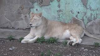 Львица и львята! Тайган. Lioness and lion cubs in Crimea