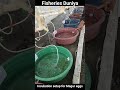 incubation setup for magur eggs. magur fish fishing fishbreeding shorts viralvideo