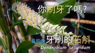 (關於蘭花 今天有字幕) 你刷牙了嗎? 來看看牙刷吧  牙刷石斛 | Dendrobium secundum | orchid care | orchidaceae