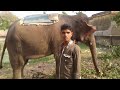 खतरनाक हाथी पल्हना लालगंज आजमगढ़ dangerous video and funny video full hd 112×345