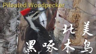 Red Head Woodpecker 北美黑啄木鸟