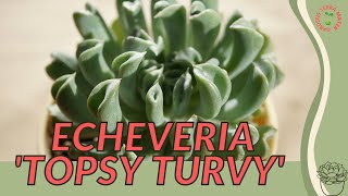 ECHEVERIA 'TOPSY TURVY' Information and Growing Tips! (Echeveria runyonii)