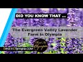 The Evergreen Valley Lavender Farm | Best In Olympia | Olympia WA