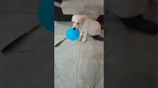 dog playing with balloon #youtube #shorts#shortsvideo
