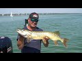 🎣 50 cm perch at pre fishing for perch pro 7 🎥 perch pro perch fishing competition lures 45