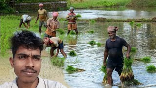 আজকে গিয়েছিলাম আমাদের নিজের ধানক্ষেতে || ধান ও রোয়া হলো || Daily Vlogger || Dhan Roya Vlog Video|🌱