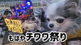 駒沢わんこ祭り2023