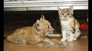 【驚き！】幼い頃、餌を求めて動物園にやってきた野良の三毛猫。恐れることなく入ったオオヤマネコの檻の中！その後・・・【nekoの部屋】