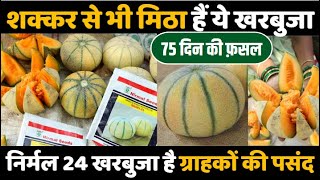 शक्कर से भी मिठा हैं निर्मल 24 खरबूजा |अधिक उत्पादन और डिमांड Nirmal 24 Muskmelon Farming | #kharbuj