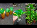 2 ways to grow money plant from single leaf very easy