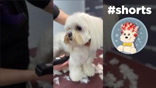 Maltese Dog Grooming