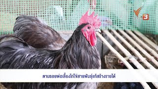 ตามรอยพ่อ เลี้ยงไก่ไข่สายพันธุ์แท้สร้างรายได้ : แสงจากพ่อ สู่ความยั่งยืน (27 พ.ย. 63)