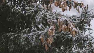 The sound of snow falling on the trees