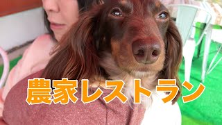 【農家レストランたまねぎ】ミニチュアダックスと農家レストランに行く〜愛知県日進市　Closedしました。