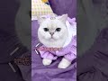 【白糖糖的日常】誰給你的膽子，你竟然要賣了她？ 可愛 tiktok cutecats 貓咪