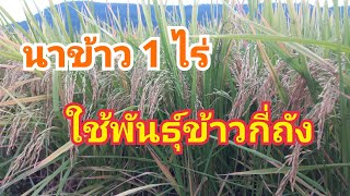 นาข้าว 1 ไร่ ใช้พันธุ์ข้าวกี่ถัง