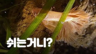 물강아지 베타 별이2