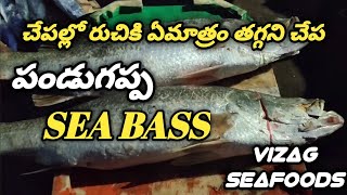 BARRAMUNDI | పండుగప్ప చేప | Sea boss