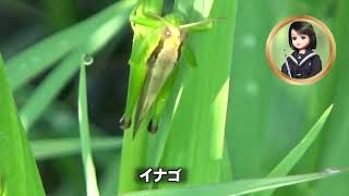 30秒の心象風景28589・害虫といわれるのか～イナゴ～