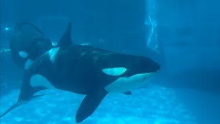 シャチ　リンちゃんとアースくん　並んで泳いでいます　【名古屋港水族館】Killer whale Port of Nagoya Public Aquarium