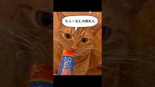 保護猫もかさん２歳の誕生日を祝いました #cat #shorts