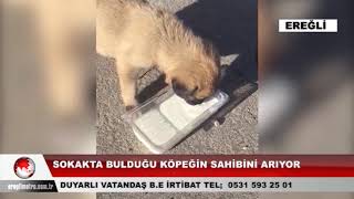 Sokakta bulduğu köpeğin sahibini arıyor!