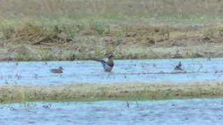 Garganey / Cyranka