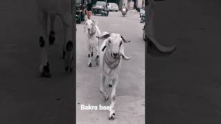 💞bakra baaj 💞mashaallh❤ kurbani bakra💞 #hashtag #bakra #130 kg weight 💞