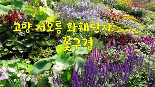 [환희사랑 VLOG]고양 서오릉 화훼단지를 다녀왔어요/들꽃구경/칼라디움/으아리 클레마티스/ 주부TV