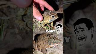 Funny Frog Catch | Funny videos frog | LOL funny catching frogs jump