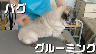 【トリミング】５倍速でわかる！パグのグルーミング【３１８時間目】　|　(5Xspeed)Trimming for Pug