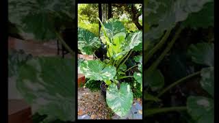 บอนหูช้างด่างขาว Alocasia gageana albo variegated ถูกเสนอราคาที่ 2.1  ล้านบาท #บอนหูช้างด่างขาว