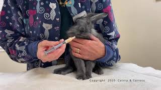 How to give your rabbit oral medications