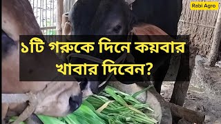 ১টি গরুকে দিনে কয়বার খাবার দিতে হয়? গরুকে খাবার খাওয়ানোর নিয়ম।