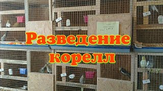 Итоги разведения  попугая  корелла осень-зима 21-22 год. Ощип птенцов. Продажа птенцов.