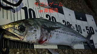 ショアジギング　日本海　舞鶴湾　大潮　エギング　サゴシ　朝マズメ