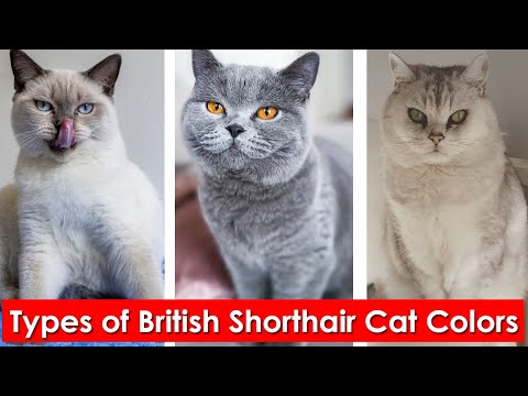 6 Types Of British Shorthair Cat Colors | Different Colors Of The ...