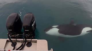 KILLER WHALE Close-Up Encounter  | Kilcher Family Adventure