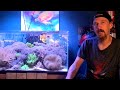 Rimless Soft Coral Paradise - FINAL update before we upgrade AGAIN!