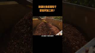 新疆吐鲁番葡萄干是如何加工的？#葡萄干 #新疆吐鲁番葡萄干 #新疆特产  #美食