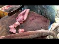 cobia fish cutting fish cutting skills fish cutting videos kasimedu uk sons marine