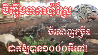 បើចិញ្ចឹមទាកាប៉ាស្រែចំណេញច្រើន​និង​មិនងាយឈឺ ហើយស្រួលលក់ ម៉េចមិនដាក់ឱ្យាបាន១០០០ក្បាលអីទៅ?