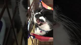 ねんねしようか🕰大きな古時計😊白黒猫ざきお【猫動画】tuxedo-cat