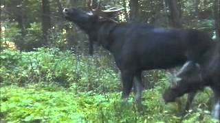 ГОН ЛОСЕЙ!   MOOSE!!