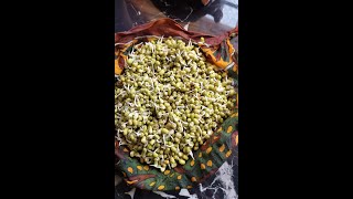 ചെറുപയർ മുളപ്പിക്കാൻ പഠിച്ചാലോ | How to Sprout Green Gram in Simple Steps for Beginners DIY