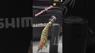 Totanara Yamashita sound da 3.0 TIGER #pesca #eging #shortsyoutube #shots