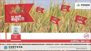 27P37 Rice | Hindi | MP Shahdol  | Corteva