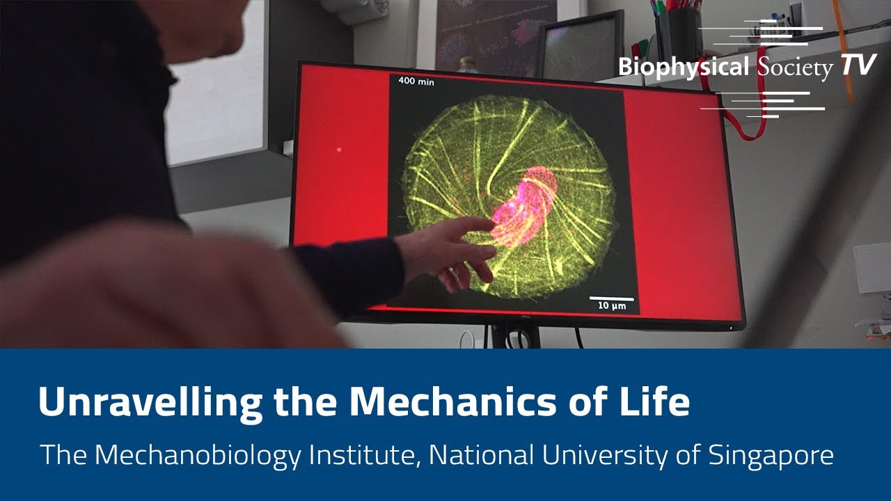 Unravelling The Mechanics Of Life: The Mechanobiology Institute ...