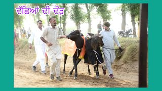 Ox Race ਪਿੰਡ ਹਠੂਰ (ਲੁਧਿਆਣਾ) 5th prize🏆ਛੋਟਾ ਤੇ ਵੱਡੇ ਮਹਾਰਾਜਾ  #oxraces