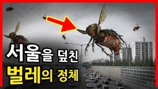 [극혐주의] 서울시민들을 공포에 떨게 한 벌레 떼｜빨간토마토